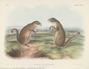 Franklins Marmot Squirrel — John James Audubon