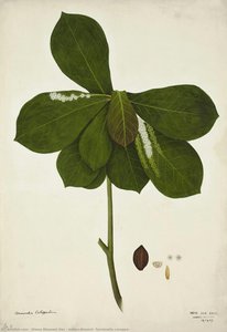 Indian Almond (terminalia Catappa) — Diwan Bhawani Das