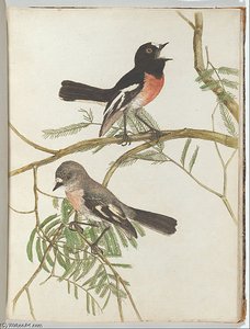 Red Breast Warbler