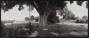 National Champion Slippery Elm With Jeffrey, Ohio, 2002 — Barbara Bosworth