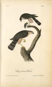 Sharp-shinned Hawk — John James Audubon