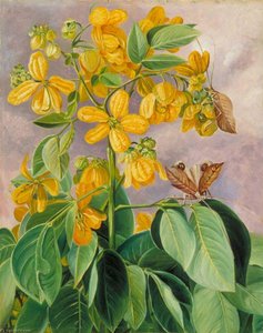 Flowers Of Cassia Corymbosa In Minas Geraes, Brazil — Marianne North, Victorian Botanical Painting