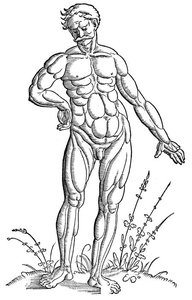 Man's Anatomy — Hans Baldung