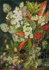 A Selection Of Flowers From Mount Wellington, Tasmania — Marianne North, Victorian Naturalism