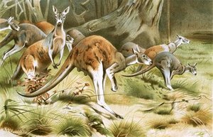The Red Kangaroo — Friedrich Wilhelm Kuhnert