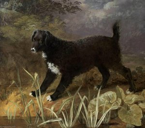 Black And White English Waterspaniel — Sawrey Gilpin