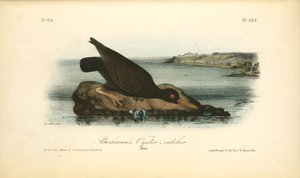 Bachman's Oyster-catcher. Male — John James Audubon