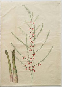 Asparagus officinalis