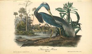 Louisiana Heron. Male Adult — John James Audubon