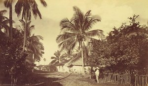 Cocoa Palm Retalhuleu, Guatemala — Eadweard J Muybridge