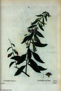 Lycium chinense
