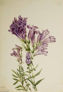 Purple Pentstemon (pentstemon Lyallii) — Mary Vaux Walcott