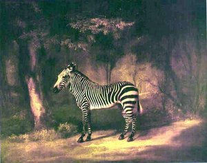 A Zebra — George Stubbs