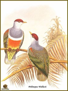 Ptilope De Wallace — John Gould