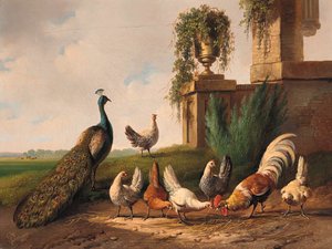 Peacock, Rooster And Chickens By A Ruin - — Albertus Verhoesen