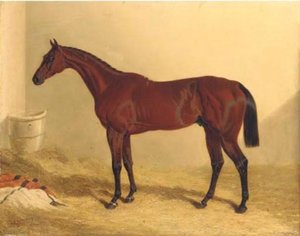 Bay Middleton, A Bay Racehorse In A Loose Box — John Frederick Herring Senior
