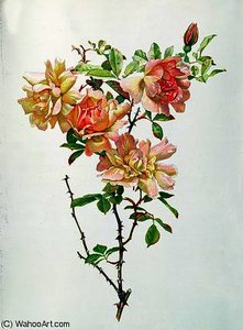 Rosa chinensis