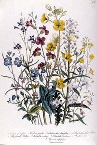 Forget-me-nots And Buttercups — Jane Loudon