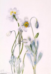 Bearpoppy (arctomecon Merriami) — Mary Morris Vaux Walcott