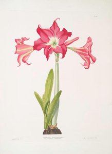 Amaryllis Solandriflora Var. Or Amaryllis Johnsoni — Robert Havell