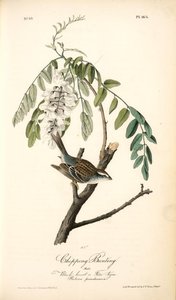 Chipping Bunting. Male. (black Locust Or False Acacia. Robina Pseudacacia) — John James Audubon