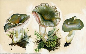 Russula Aeruginea — Timothy John Williamson