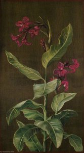 A Garden Variety Of Indian Shot — Marianne North, Marianne North - Botanical Painting
