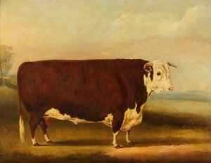 Hereford Bull ‘walford' — William Henry Davis