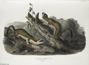 Putorius Frenata, Bridled Weasel. Males. Natural Size — John James Audubon