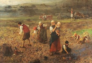 Potato Harvest