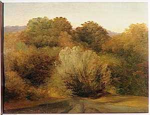 VILLA ALBANO PRAIRIE ET MASSIF D'ARBRES