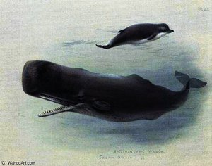 Sperm Whale And Bottlenose Whale — Archibald Thorburn