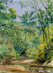 Bamboos, Cocoa Nut Trees And Other Vegetation In The Bath Valley, Jamaica — Marianne North, Victorian Botanical Painting