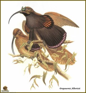 Paradisier de d'Albertis