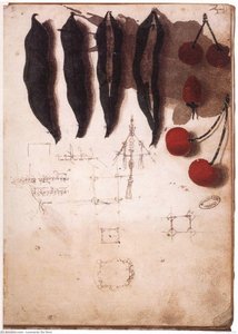 Fruit, Vegetables And Other Studies — Leonardo Da Vinci