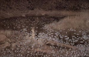 Lily Pond