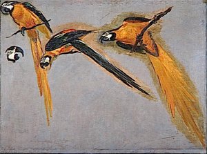 TROIS PERROQUETS ARAS ET UNE TETE