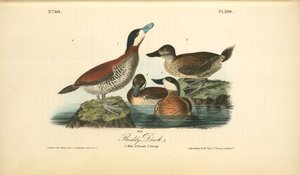 Ruddy Duck. 1. Male. 2. Female. 3. Young — John James Audubon