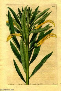 Toothed Lobelia, Lobelia Arguta — Sydenham Teast Edwards
