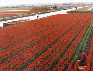 Secret Of Holland — Karsh Of Ottawa