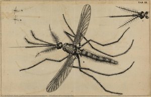 Studies Of A Mosquito — Johannes Swammerdam