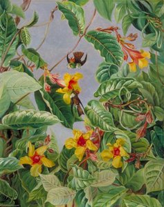 A Brazilian Climbing Shrub And Humming Birds — Marianne North