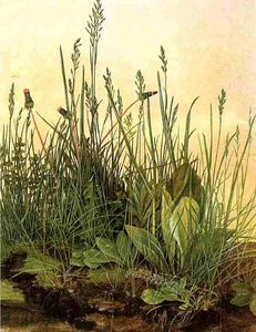 Large Clumps Of Grass, Albertina Vienna — Albrecht Dürer, Northern Renaissance