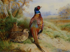 Cock And Hen Pheasant At The Edge Of A Wood — Archibald Thorburn