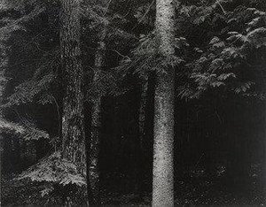 Spruce Trees — Harry Callahan