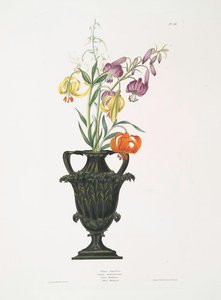 Lilium Pomponium, Lilium Chalcedonicum, Lilium Martagon Varieties — Robert Havell