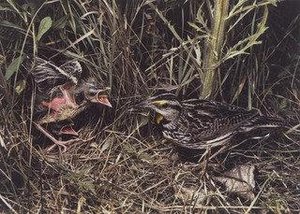 Eastern Meadowlark — Eliot Porter