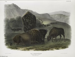 Bos Americanus, American Bison. 1. Female, 2. Young, 3. Male — John James Audubon