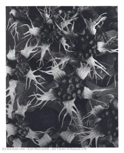 Art Forms in Nature 120
