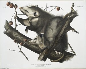 Didelphis Virginiana, Virginian Opossum. Female ^ Young Male. 7 Months Old. Natural Size — John James Audubon